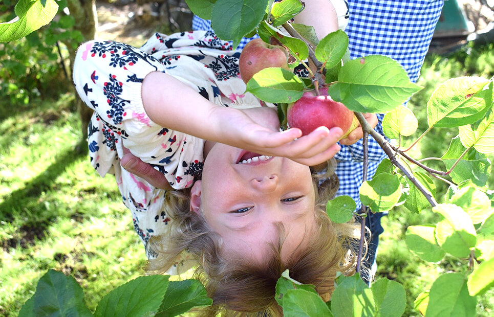 Kind pflückt Apfel